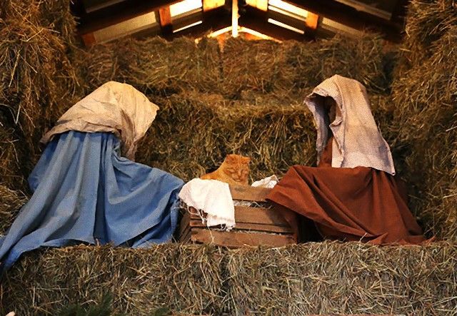 cats-crashing-nativity-scenes-106-5a27c862338b9__605_e