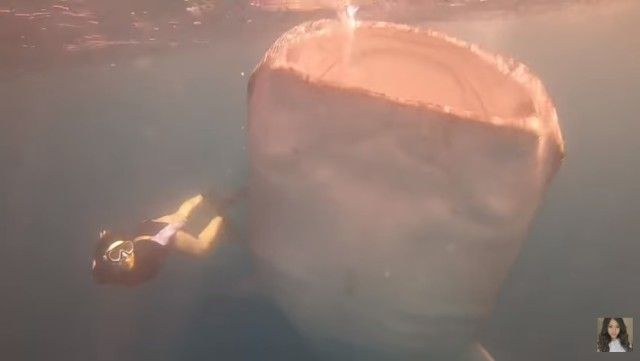 whalesharkdive0_e