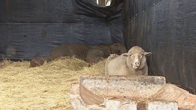 sheepnelephant6