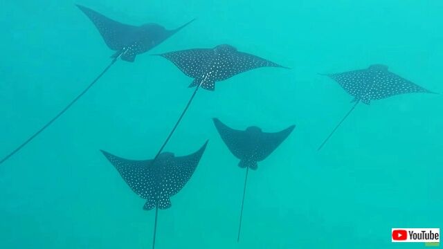 spottedeaglestingray1_640