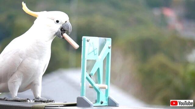 鳥のかしこさってすごい！立体パズルをあっさりと解くキバタンに脱帽