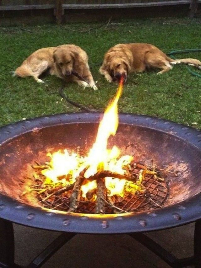 perfectly-timed-photos-dogs-9_e