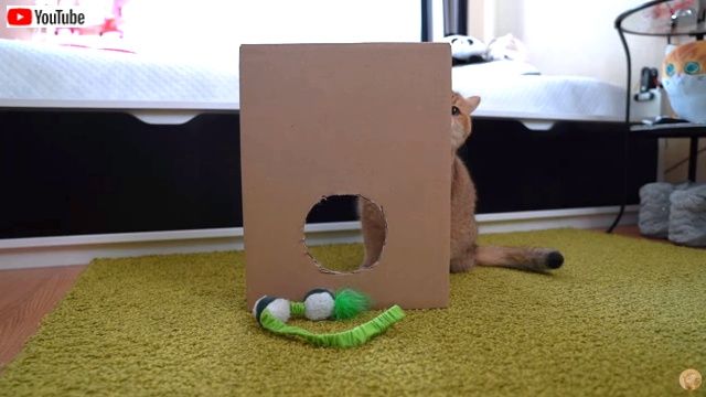 cartonboxhosico4_640