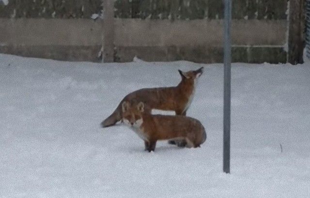 foxinthegarden6_e