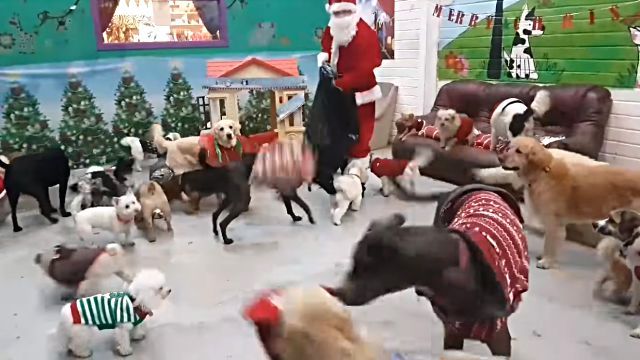 santadogs0
