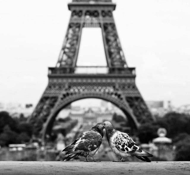 cute-kissing-animals-love-5__880_e