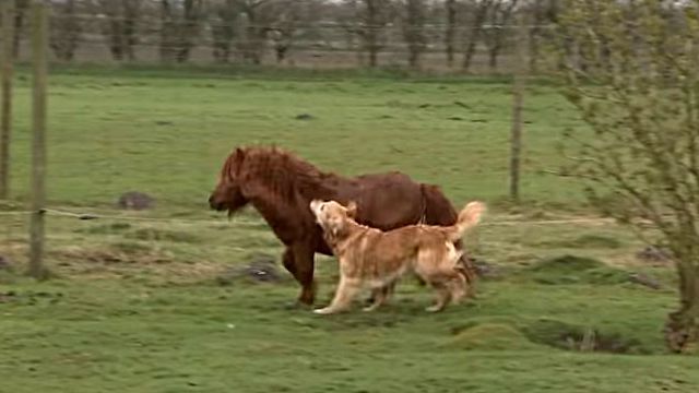 ponyndog2