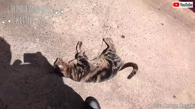 emotionalcats2_640