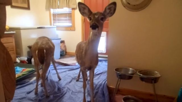 deer2