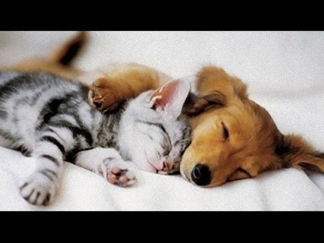 catsndogs5_e