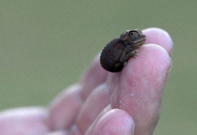 cute-reptiles-1011__605_e