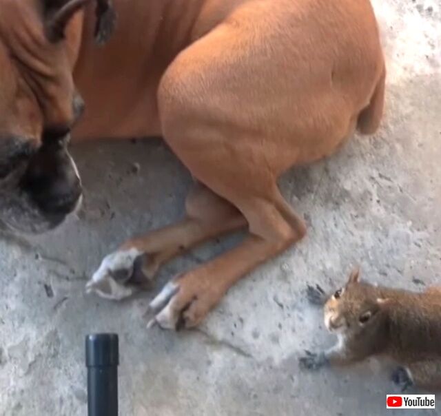 servicedog4_640