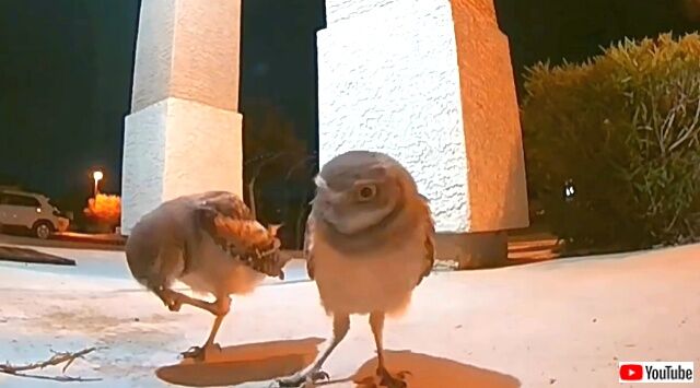 owls4_640