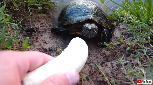 turtlesnbanana0_640