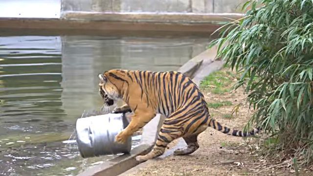 tank2