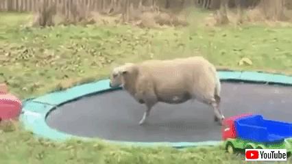 sheepntrampoline