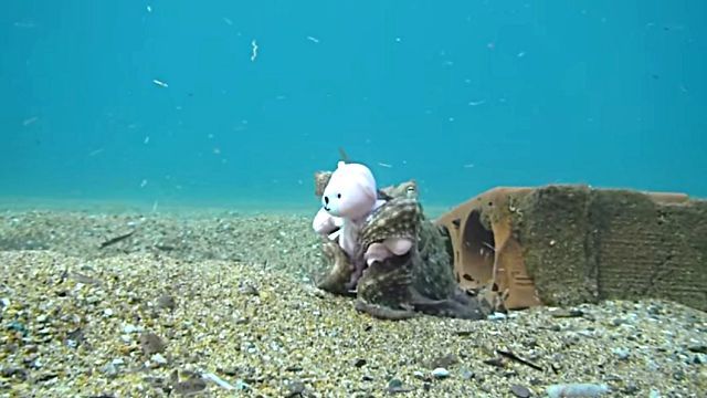 teddynoctopus6