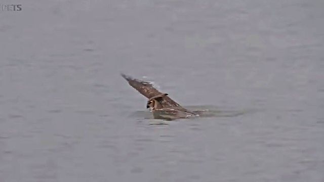 owl3