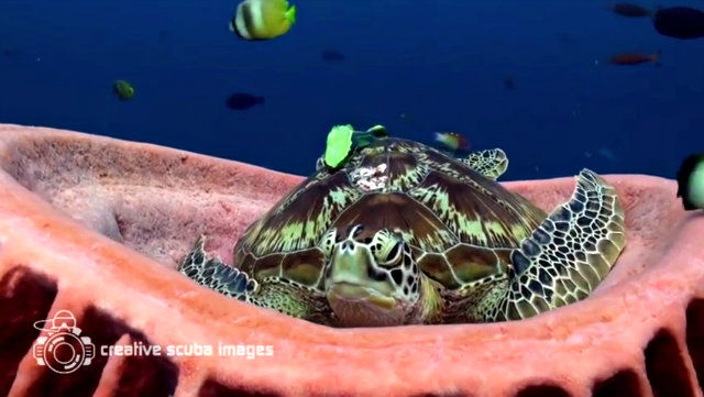 seaturtle2