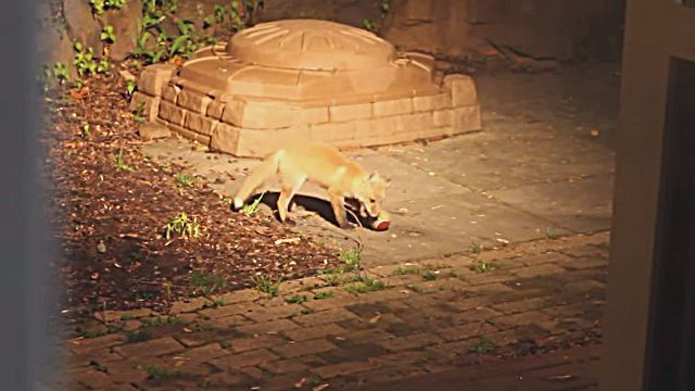 foxnball4