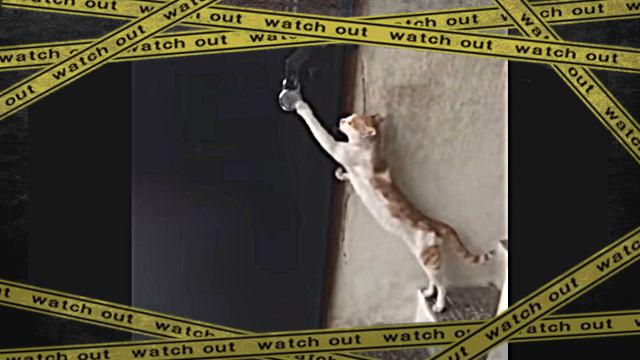 kennyacat0-frame