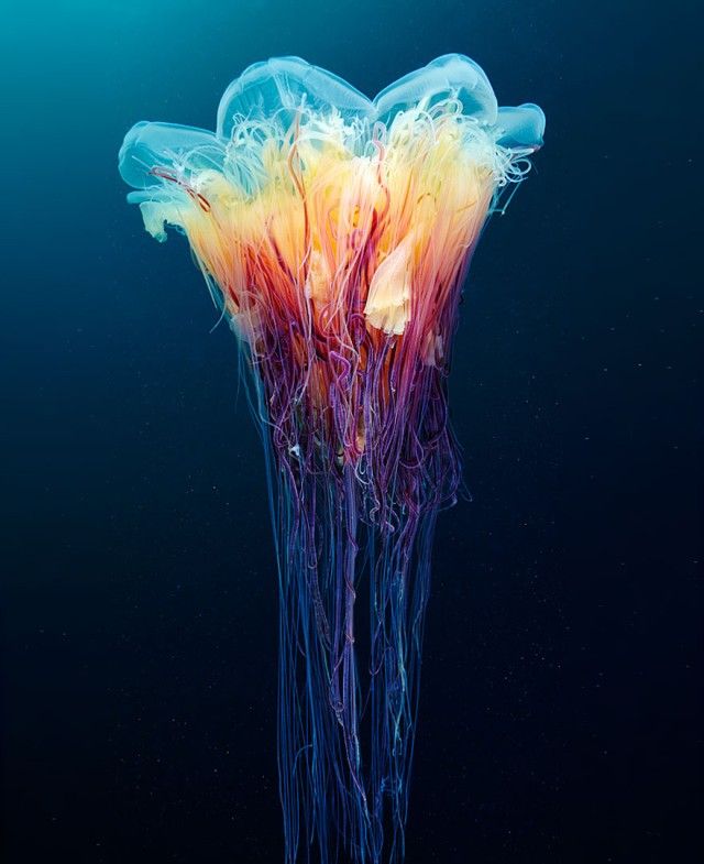 underwater-jellyfish-alexander-semenov-aquatis-16_e