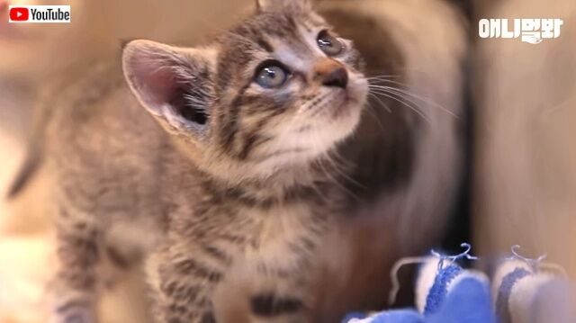 catsnkids6_640