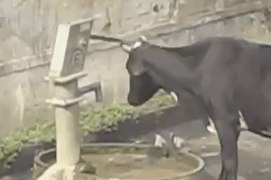 clevercow