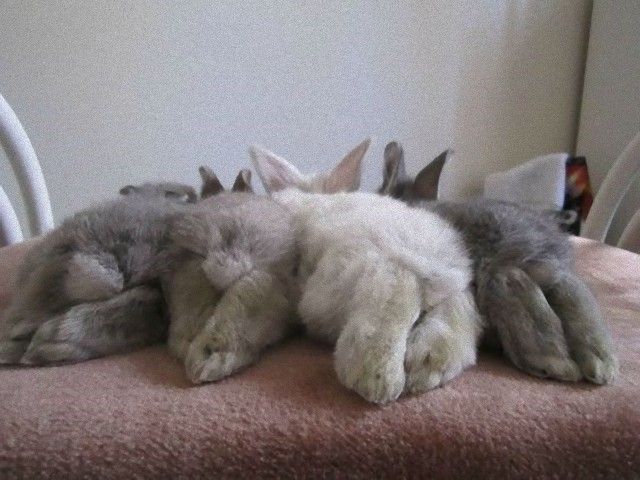 rabbitbums14_e