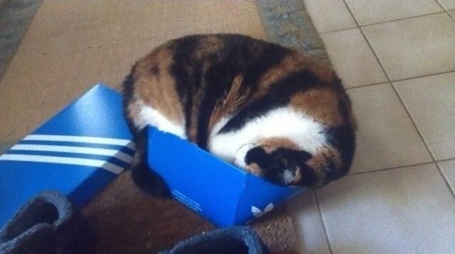 toobig4box7_e