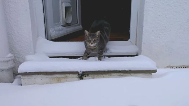 catmeetssnow1