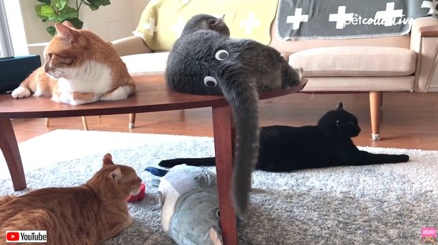 bestpets_20190804_4_640