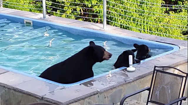 bearinpool2