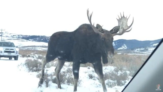 moose3_e