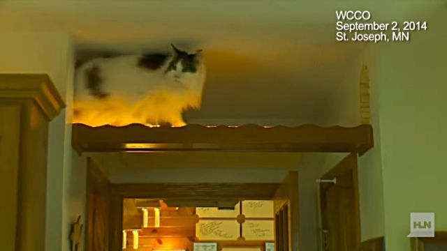 catheaven4