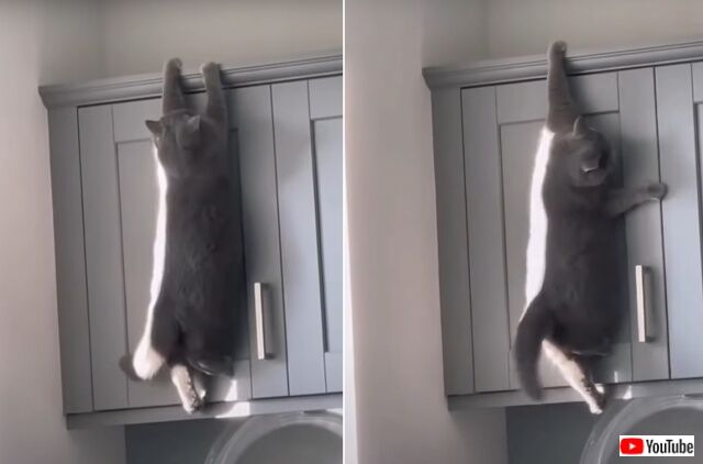 cutecatsshort6_640