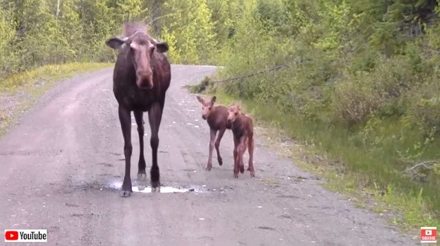 moosemomnpicuptruck2_640