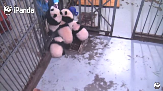 pandas1