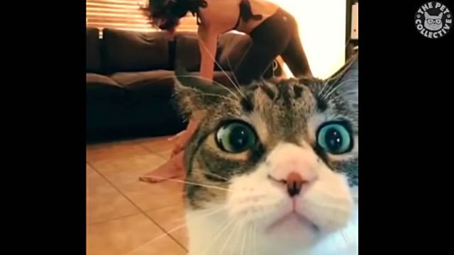 adorablecats4