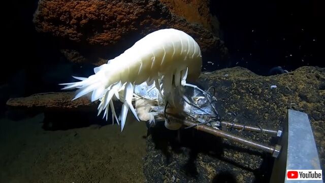 amphipod4_640
