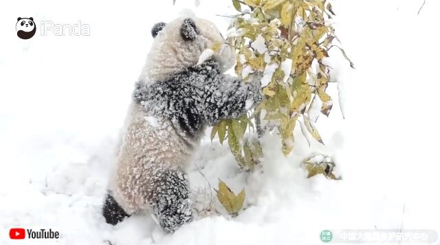 snowpandas2_640