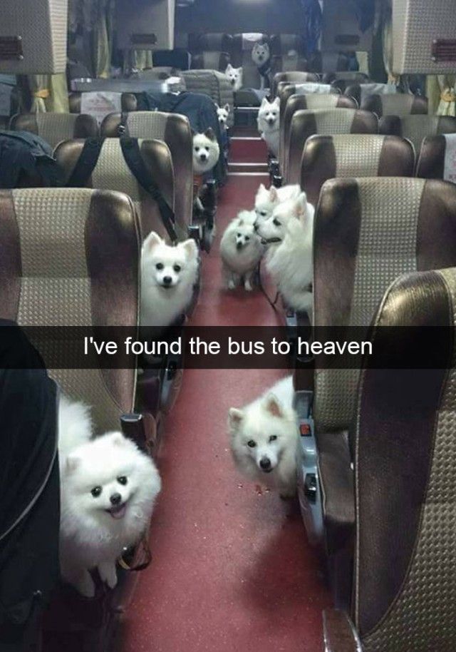 hilarious-dog-snapchats13_e