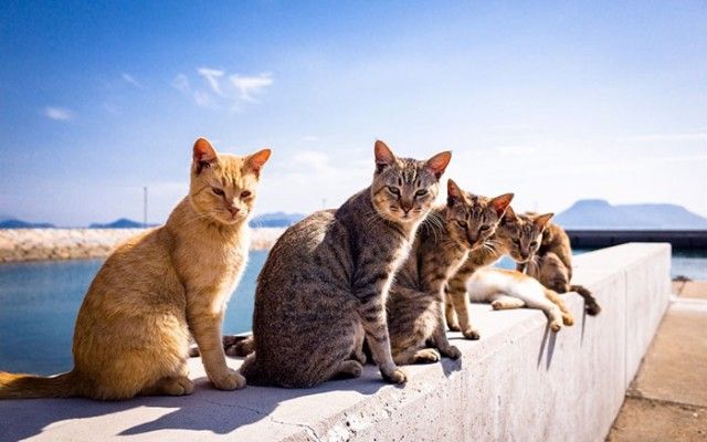 animals-about-to-drop-album-photos-110-58aefbd090ef5__700_e