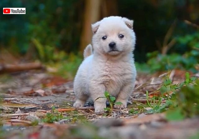 puppynchicks6_640