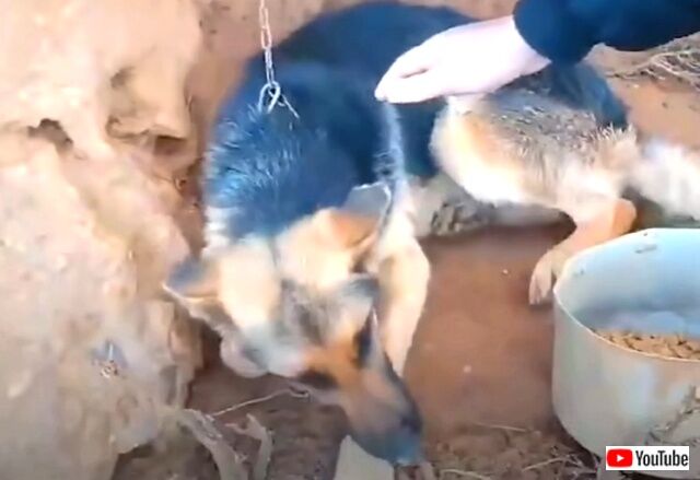 「かわいそうに、喉が渇いていたろうね」クレタ島の山の中で鎖につながれていた犬の救出ストーリー