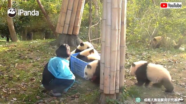 pandasnbaskets4_640