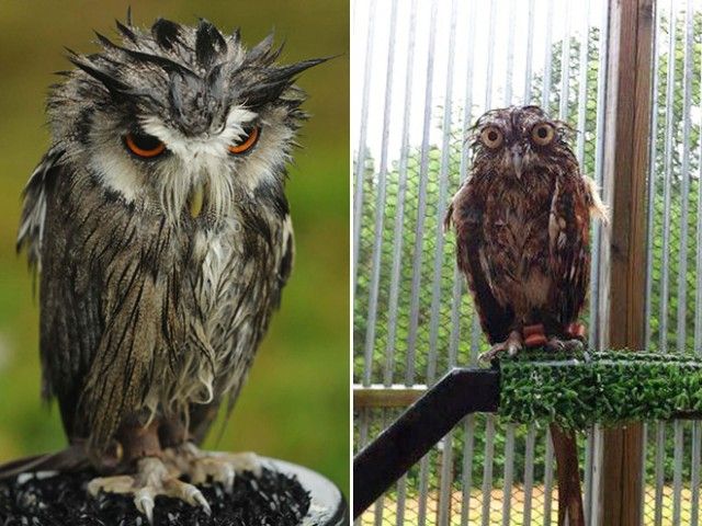 funny-wet-owls20_e