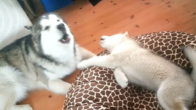 malamute3