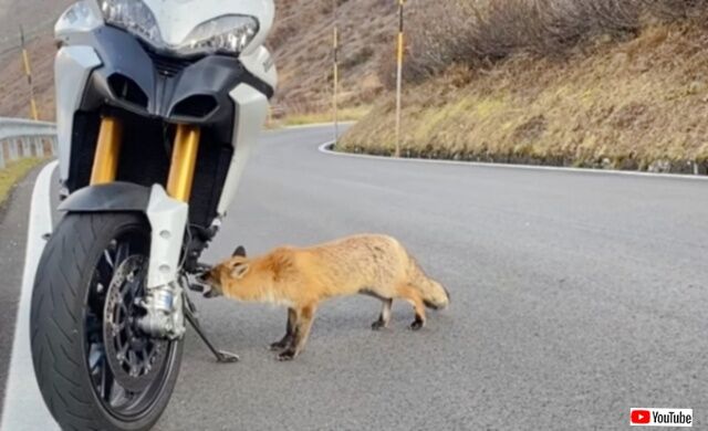 おい、ちょっとペダル齧らないで！山道で出会った人懐っこい狐、バイクに興味津々な模様
