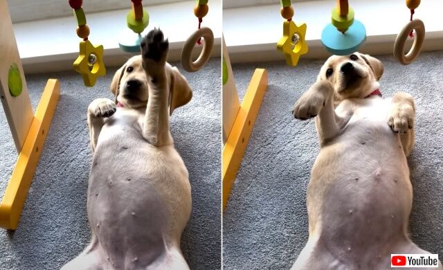 puppynbaby1_640